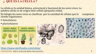 ¿ QUÉ ES LA CÉLULA ?
La célula es la unidad básica, estructural y funcional de los seres vivos. La
palabra célula es de origen latín cellula (pequeña celda).
En bilogía los seres vivos se clasifican por la cantidad de células que lo componen
siendo organismos:
 Unicelulares
 pluricelulares
https://www.significados.com/celula/
EXPOSITOR: JOSUE ELIECER MONCADA BAJAÑA. 5
 