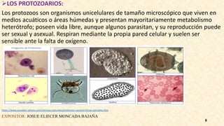 LOS PROTOZOARIOS:
Los protozoos son organismos unicelulares de tamaño microscópico que viven en
medios acuáticos o áreas húmedas y presentan mayoritariamente metabolismo
heterótrofo; poseen vida libre, aunque algunos parasitan, y su reproducción puede
ser sexual y asexual. Respiran mediante la propia pared celular y suelen ser
sensible ante la falta de oxígeno.
https://www.paradais-sphynx.com/ciencias-naturales/protozoos-caracteristicas-ejemplos.htm
EXPOSITOR: JOSUE ELIECER MONCADA BAJAÑA
8
 