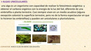 ALGAS UNICELULARES:
una alga es un organismo con capacidad de realizar la fotosíntesis oxigénica y
obtener el carbono orgánico con la energía de la luz del Sol, diferente de una
embriofita o planta terrestre. Casi siempre viven en un medio acuático (alguna
excepción colonizó la superficie terrestre, pero no de la forma espectacular en que
lo hicieron las embriofitas) y pueden ser unicelulares o pluricelulares.
EXPOSITOR: JOSUE ELIECER MONCADA BAJAÑA 9
 