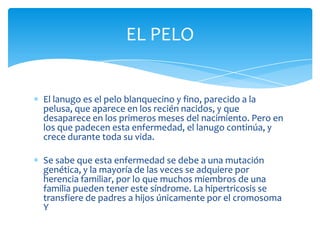 EL PELO


El lanugo es el pelo blanquecino y fino, parecido a la
pelusa, que aparece en los recién nacidos, y que
desaparece en los primeros meses del nacimiento. Pero en
los que padecen esta enfermedad, el lanugo continúa, y
crece durante toda su vida.

Se sabe que esta enfermedad se debe a una mutación
genética, y la mayoría de las veces se adquiere por
herencia familiar, por lo que muchos miembros de una
familia pueden tener este síndrome. La hipertricosis se
transfiere de padres a hijos únicamente por el cromosoma
Y
 