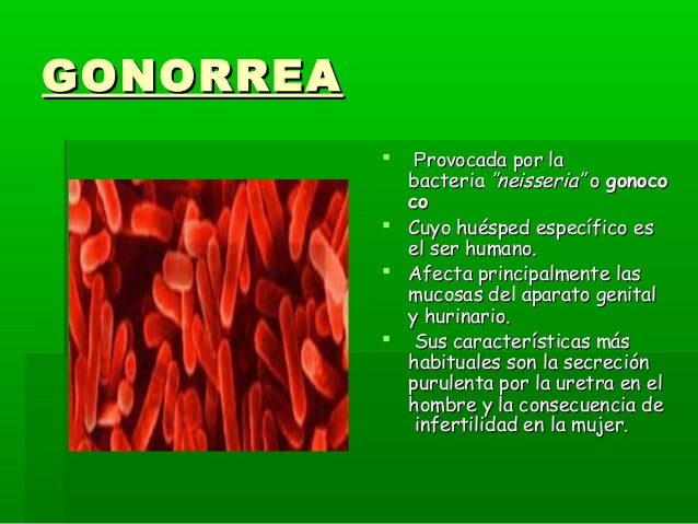 Image result for caracteristicas  de la  gonorrea