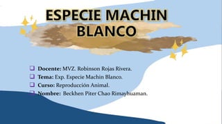  Docente: MVZ. Robinson Rojas Rivera.
 Tema: Exp. Especie Machin Blanco.
 Curso: Reproducción Animal.
 Nombre: Beckhen Piter Chao Rimayhuaman.
 