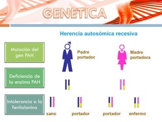 Mutación del
gen PAH
Deficiencia de
la enzima PAH
Intolerancia a la
fenilalanina
 