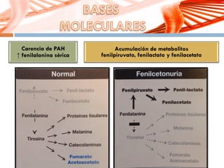 Carencia de PAH
↑ fenilalanina sèrica
Acumulación de metabolitos
fenilpiruvato, fenilactato y fenilacetato
 