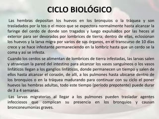 CICLO BIOLÓGICO
 Las hembras depositan los huevos en los bronquios o la tráquea y son
trasladados por la tos o el moco que se expectora normalmente hasta alcanzar la
faringe del cerdo de donde son tragados y luego expulsados por las heces al
exterior para ser devorados por lombrices de tierra; dentro de ellas, eclosionan
los huevos y la larva migra por varios de sus órganos, en el transcurso de 10 días
crece y se hace infestante permaneciendo en la lombriz hasta que un cerdo se la
coma y así se infesta.
Cuando los cerdos se alimentan de lombrices de tierra infestadas, las larvas salen
y atraviesan la pared del intestino para alcanzar los vasos sanguíneos o los vasos
linfáticos llegan a los ganglios linfáticos, donde permanecen un tiempo y salen de
ellos hasta alcanzar el corazón, de allí, a los pulmones hasta ubicarse dentro de
los bronquios o en la tráquea madurando para continuar con su ciclo el poner
huevos las hembras adultas, todo este tiempo (período prepotente) puede durar
de 3 a 4 semanas.
 Las larvas migratorias al llegar a los pulmones pueden trasladar agentes
infecciosos que complican su presencia en los bronquios y causan
bronconeumonías graves.
 