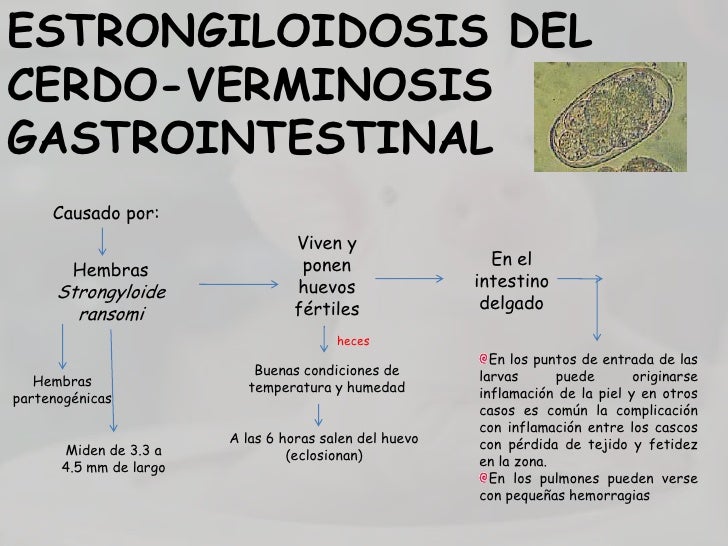 Los parásitos y la lana de los gatos