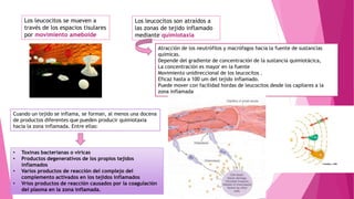 Los leucocitos se mueven a
través de los espacios tisulares
por movimiento ameboide
Los leucocitos son atraídos a
las zonas de tejido inflamado
mediante quimiotaxia
Atracción de los neutrófilos y macrófagos hacia la fuente de sustancias
químicas.
Depende del gradiente de concentración de la sustancia quimiotácica,
La concentración es mayor en la fuente
Movimiento unidireccional de los leucocitos .
Eficaz hasta a 100 um del tejido inflamado.
Puede mover con facilidad hordas de leucocitos desde los capilares a la
zona inflamada
Cuando un tejido se inflama, se forman, al menos una docena
de productos diferentes que pueden producir quimiotaxia
hacia la zona inflamada. Entre ellas:
• Toxinas bacterianas o víricas
• Productos degenerativos de los propios tejidos
inflamados
• Varios productos de reacción del complejo del
complemento activados en los tejidos inflamados
• Vrios productos de reacción causados por la coagulación
del plasma en la zona inflamada.
 