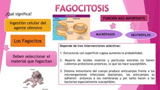 FUNCIÓN MÁS IMPORTANTE
NEUTRÓFILOSMACRÓFAGOS
¿Qué significa?
Ingestión celular del
agente ofensivo
Los Fagocitos
Deben seleccionar el
material que fagocitan
Depende de tres intervenciones selectivas:
1. Estructuras con superficie rugosa aumenta la probabilidad.
2. Mayoría de tejidos muertos y partículas extrañas no tienen
cubiertas protectoras proteicas, lo que las hace susceptibles.
3. Sistema Inmunitario del cuerpo produce anticuerpos frente a los
microorganismos infecciosos (bacterias), los anticuerpos se
adhieren entonces a sus membranas y por tanto hacen a las
bacterias especialmente susceptibles.
 