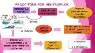 NEUTRÓFILO
MADURO
Partícula que
va a fagocitar
Se une
Proyecta
pseudópodos en
todas las
direcciones
Se encuentran entre sí
en el lado opuesto y se
fusionan
Cámara
CerradaSe invagina
Interior Cav.
Citoplasmática y se
separa de la membrana
celular ext.
Vesícula
Fagocítica
(fagosoma)
1 neutrófilo
=
3 a 20 bacterias
 