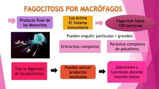 Producto final de
los Monocitos
Los Activa
El Sistema
Inmunitario
Fagocitan hasta
100 bacterias
Pueden engullir partículas + grandes:
Eritrocitos completos
Parásitos completos
de paludismo.
Tras la digestión
de las partículas
Pueden extruir
productos
residuales
Sobreviven y
funcionan durante
muchos meses
 