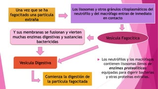  Los neutrófilos y los macrófagos
contienen lisosomas llenos de
enzimas proteolíticas
equipadas para digerir bacterias
y otras proteínas extrañas.
Una vez que se ha
fagocitado una partícula
extraña
Los lisosomas y otros gránulos citoplasmáticos del
neutrófilo y del macrófago entran de inmediato
en contacto
Vesícula Fagocítica
Y sus membranas se fusionan y vierten
muchas enzimas digestivas y sustancias
bactericidas
Vesícula Digestiva
Comienza la digestión de
la partícula fagocitada
 