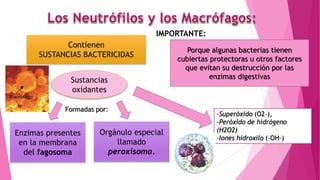 Contienen
SUSTANCIAS BACTERICIDAS
Porque algunas bacterias tienen
cubiertas protectoras u otros factores
que evitan su destrucción por las
enzimas digestivas
IMPORTANTE:
Sustancias
oxidantes
Formadas por:
Enzimas presentes
en la membrana
del fagosoma
Orgánulo especial
llamado
peroxisoma.
-Superóxido (O2–),
-Peróxido de hidrógeno
(H2O2)
-Iones hidroxilo (–OH–)
 