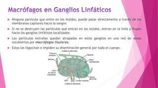  Ninguna partícula que entre en los tejidos, puede pasar directamente a través de las
membranas capilares hacia la sangre.
 Si no se destruyen las partículas que entran en los tejidos, entran en la linfa y fluyen
hacia los ganglios linfáticos localizados
 Las partículas extrañas quedan atrapadas en estos ganglios en una red de senos
recubiertos por macrófagos tisulares.
 Estos las fagocitan e impiden su diseminación general por todo el cuerpo.
 