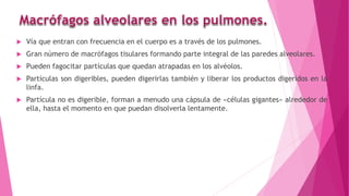  Vía que entran con frecuencia en el cuerpo es a través de los pulmones.
 Gran número de macrófagos tisulares formando parte integral de las paredes alveolares.
 Pueden fagocitar partículas que quedan atrapadas en los alvéolos.
 Partículas son digeribles, pueden digerirlas también y liberar los productos digeridos en la
linfa.
 Partícula no es digerible, forman a menudo una cápsula de «células gigantes» alrededor de
ella, hasta el momento en que puedan disolverla lentamente.
 