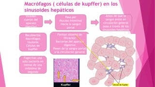 Macrófagos ( células de kupffer) en los
sinusoides hepáticos
Invaden
cuerpo del
aparato
digestivo
Fagocitan una
sola bacteria en
menos de una
milésima de
segundo
Forman sistema de
filtración
Bacterias del aparato
digestivo
Pasen de la sangre portal
a la circulación general
Recubiertos
Macrofagos
tisulares
Células de
kupffer
Antes de que la
sangre entre en
circulación general
pasa a través de los
sinusoides hepáticos
Pasa por
Mucosa intestinal
Hacia la sangre
portal
 
