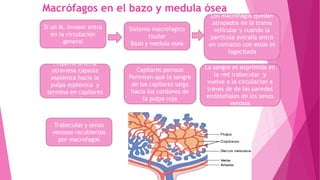 Macrófagos en el bazo y medula ósea
Si un M. invasor entra
en la circulación
general
Trabeculas y senos
venosos recubiertos
por macrofagos
La sangre es exprimida en
la red trabecular y
vuelve a la circulacion a
traves de de las paredes
endoteliales de los senos
venosos
Capilares porosos
Permiten que la sangre
de los capilares salga
hacia los cordones de
la pulpa roja
Pequeña arteria
atraviesa capsula
esplénica hacia la
pulpa esplénica y
termina en capilares
pequeños
Los macrofagos quedan
atrapados en la trama
reticular y cuando la
particula extraña entra
en contacto con estos es
fagocitada
Sistema macrofagico
tisular
Bazo y medula osea
 