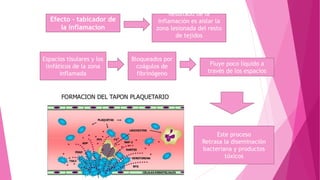 Efecto – tabicador de
la inflamacion
Este proceso
Retrasa la diseminación
bacteriana y productos
tóxicos
Fluye poco liquido a
través de los espacios
Bloqueados por
coágulos de
fibrinógeno
Espacios tisulares y los
linfáticos de la zona
inflamada
Resultado de la
inflamación es aislar la
zona lesionada del resto
de tejidos
 
