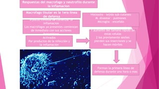 Respuestas del macrofago y neutrofilo durante
la inflamacion
Macrofago tisular es la 1era linea
de defensa
Histiosito – tejido sub cutaneo
M. Alveolar – pulmones
Microglia – encefalo
A pocos minutos de comenzar la
inflamacion
Los macrófagos ya presentes comienzan
de inmediato con sus acciones
fagoctiticas
Activados
Por productos de la infección y
la inflamación
Forman la primera línea de
defensa durante una hora o mas
1 aumento del tamaño rapido de
estas celulas
2 los previamente sesiles
pierden sus inserciones y se
hacen móviles
 