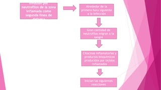 Invasión por
neutrofilos de la zona
inflamada como
segunda línea de
defensa
Inician las siguientes
reacciones
Citocinas inflamatorias y
productos bioquimicos
producidos por tejidos
inflamados
Gran cantidad de
neutrofilos migran a la
sangre
Alrededor de la
primera hora siguiente
a la infección
 
