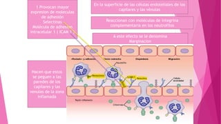 Hacen que estos
se peguen a las
paredes de los
capilares y las
venulas de la zona
inflamada
Reaccionan con moléculas de integrina
complementaria en los neutrofilos
En la superficie de las células endoteliales de los
capilares y las vénulas
1 Provocan mayor
expresion de moleculas
de adhesión
Selectinas
Molécula de adhesion
intracelular 1 ( ICAM 1 )
A este efecto se le denomina
Marginacion
 