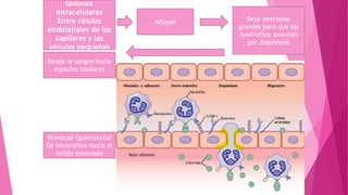 Uniones
intracelulares
Entre células
endoteliales de los
capilares y las
vénulas pequeñas
Provocan Quimiotaxia
De neutrofilos hacia el
tejido lesionado
Desde la sangre hacia
espacios tisulares
Deja aberturas
grandes para que los
neutrofilos avancen
por diapedesis
Aflojen
 