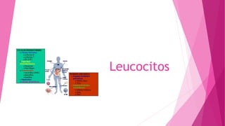 Leucocitos
 