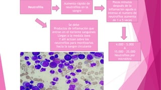 Neutrofilia
Se debe
Productos de inflamación que
entran en el torrente sanguíneo
Llegan a la medula ósea
Y allí actúan sobre los
neutrofilos para movilizarlos
hacia la sangre circulante
4.000 – 5.000
A
15.000 – 25.000
Neutrofilos por
microlitro
Pocos minutos
después de la
inflamación aguda o
intensa el numero de
neutrofilos aumenta
de 1 a 5 veces
Aumento rápido de
neutrofilos en la
sangre
 