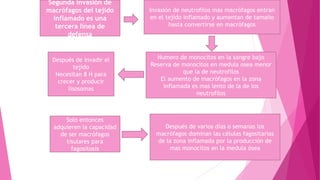 Solo entonces
adquieren la capacidad
de ser macrófagos
tisulares para
fagositosis
Después de varios días o semanas los
macrófagos dominan las células fagositarias
de la zona inflamada por la producción de
mas monocitos en la medula ósea
Segunda invasión de
macrófagos del tejido
inflamado es una
tercera línea de
defensa
Después de invadir el
tejido
Necesitan 8 H para
crecer y producir
lisosomas
Numero de monocitos en la sangre bajo
Reserva de monocitos en medula osea menor
que la de neutrofilos
El aumento de macrófagos en la zona
inflamada es mas lento de la de los
neutrofilos
Invasión de neutrofilos mas macrófagos entran
en el tejido inflamado y aumentan de tamaño
hasta convertirse en macrófagos
 