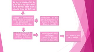 Continua produciendo
cantidades
tremendas durante
meses o incluso años
La mayor produccion de
granulositos y monositos
en la medula osea es una
cuarta linea de defensa
Si el estimulo del
tejido inflamado
continua la medula
osea
Transcurren 3 a 4 días
para que los mono. Y
Granu. Ya formados
dejen la medula
Se debe a la estimulación
de las células precursoras
de granulositos y
monocitos en la medula
20 – 50 veces mas
de lo normal
 