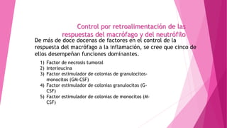 Control por retroalimentación de las
respuestas del macrófago y del neutrófilo
De más de doce docenas de factores en el control de la
respuesta del macrófago a la inflamación, se cree que cinco de
ellos desempeñan funciones dominantes.
1) Factor de necrosis tumoral
2) Interleucina
3) Factor estimulador de colonias de granulocitos-
monocitos (GM-CSF)
4) Factor estimulador de colonias granulocitos (G-
CSF)
5) Factor estimulador de colonias de monocitos (M-
CSF)
 