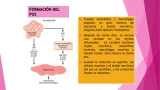  Cuando neutrófilos y macrófagos
engullen un gran número de
bacterias y tejido necrótico,
mayoría ellos fallecen finalmente.
 Después de varios días, se excava
una cavidad en los tejidos
inflamados. La cavidad contiene
tejido necrótico, neutrófilos
muertos, macrófagos muertos y
líquido tisular. Esta mezcla se llama
pus.
 Cuando la infección se suprime, las
células muertas y el tejido necrótico
del pus se autolisan, y los productos
finales se absorben.
FORMACIÓN DEL
PUS
 
