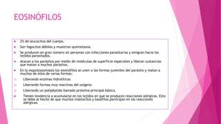 EOSINÓFILOS
 2% de leucocitos del cuerpo.
 Son fagocitos débiles y muestran quimiotaxia.
 Se producen en gran número en personas con infecciones parasitarias y emigran hacia los
tejidos parasitados.
 Atacan a los parásitos por medio de moléculas de superficie especiales y liberan sustancias
que matan a muchos parásitos.
 En la esquistosomiasis los eosinófilos se unen a las formas juveniles del parásito y matan a
muchos de ellos de varias formas:
1) Liberando enzimas hidrolíticas
2) Liberando formas muy reactivas del oxígeno
3) Liberando un polipéptido llamado proteína principal básica.
 Tienen tendencia a acumularse en los tejidos en que se producen reacciones alérgicas. Esto
se debe al hecho de que muchos mastocitos y basófilos participan en las reacciones
alérgicas.
 
