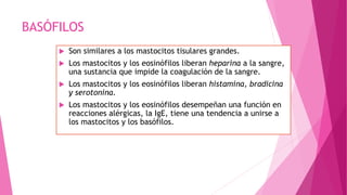 BASÓFILOS
 Son similares a los mastocitos tisulares grandes.
 Los mastocitos y los eosinófilos liberan heparina a la sangre,
una sustancia que impide la coagulación de la sangre.
 Los mastocitos y los eosinófilos liberan histamina, bradicina
y serotonina.
 Los mastocitos y los eosinófilos desempeñan una función en
reacciones alérgicas, la IgE, tiene una tendencia a unirse a
los mastocitos y los basófilos.
 