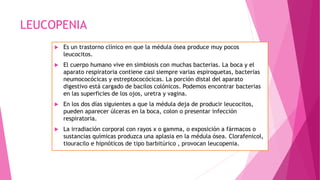 LEUCOPENIA
 Es un trastorno clínico en que la médula ósea produce muy pocos
leucocitos.
 El cuerpo humano vive en simbiosis con muchas bacterias. La boca y el
aparato respiratoria contiene casi siempre varias espiroquetas, bacterias
neumococócicas y estreptococócicas. La porción distal del aparato
digestivo está cargado de bacilos colónicos. Podemos encontrar bacterias
en las superficies de los ojos, uretra y vagina.
 En los dos días siguientes a que la médula deja de producir leucocitos,
pueden aparecer úlceras en la boca, colon o presentar infección
respiratoria.
 La irradiación corporal con rayos x o gamma, o exposición a fármacos o
sustancias químicas produzca una aplasia en la médula ósea. Clorafenicol,
tiouracilo e hipnóticos de tipo barbitúrico , provocan leucopenia.
 