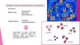 Unidades móviles del sistema protector del organismo.
Se forman:
Médula ósea
Tejido linfático
Granulocitos
Monocitos
Pocos linfocitos *
Linfocitos
Células plasmáticas
Transportados a la sangre a diferentes
partes del organismo donde sean
necesarios. (zonas de infección e
inflamación, defensa rápida y potente a
microorganismos infecciosos)
 