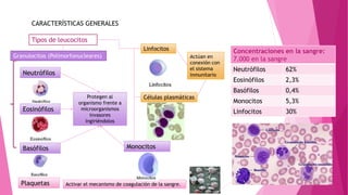 CARACTERÍSTICAS GENERALES
Tipos de leucocitos
Granulocitos (Polimorfonucleares)
Linfocitos
Células plasmáticas
Neutrófilos
Basófilos
Eosinófilos
Monocitos
Plaquetas Activar el mecanismo de coagulación de la sangre.
Protegen al
organismo frente a
microorganismos
invasores
ingiriéndolos
Actúan en
conexión con
el sistema
inmunitario
Concentraciones en la sangre:
7.000 en la sangre
Neutrófilos 62%
Eosinófilos 2,3%
Basófilos 0,4%
Monocitos 5,3%
Linfocitos 30%
 