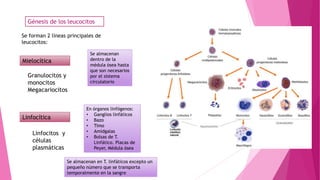 Génesis de los leucocitos
Se forman 2 líneas principales de
leucocitos:
Mielocítica
Linfocítica
Granulocitos y
monocitos
Megacariocitos
Linfocitos y
células
plasmáticas
En órganos linfógenos:
• Ganglios linfáticos
• Bazo
• Timo
• Amídgalas
• Bolsas de T.
Linfático. Placas de
Peyer, Médula ósea
Se almacenan
dentro de la
médula ósea hasta
que son necesarios
por el sistema
circulatorio
Se almacenan en T. linfáticos excepto un
pequeño número que se transporta
temporalmente en la sangre
 