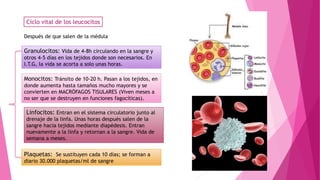 Ciclo vital de los leucocitos
Granulocitos: Vida de 4-8h circulando en la sangre y
otros 4-5 días en los tejidos donde son necesarios. En
I.T.G, la vida se acorta a solo unas horas.
Después de que salen de la médula
Monocitos: Tránsito de 10-20 h. Pasan a los tejidos, en
donde aumenta hasta tamaños mucho mayores y se
convierten en MACRÓFAGOS TISULARES (Viven meses a
no ser que se destruyen en funciones fagocíticas).
Linfocitos: Entran en el sistema circulatorio junto al
drenaje de la linfa. Unas horas después salen de la
sangre hacia tejidos mediante diapédesis. Entran
nuevamente a la linfa y retornan a la sangre. Vida de
semana a meses.
Plaquetas: Se sustituyen cada 10 días; se forman a
diario 30.000 plaquetas/ml de sangre
 
