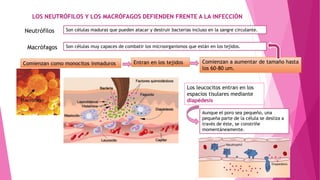 LOS NEUTRÓFILOS Y LOS MACRÓFAGOS DEFIENDEN FRENTE A LA INFECCIÓN
Neutrófilos Son células maduras que pueden atacar y destruir bacterias incluso en la sangre circulante.
Macrófagos Son células muy capaces de combatir los microorganismos que están en los tejidos.
Comienzan como monocitos inmaduros Entran en los tejidos Comienzan a aumentar de tamaño hasta
los 60-80 um.
Los leucocitos entran en los
espacios tisulares mediante
diapédesis
Aunque el poro sea pequeño, una
pequeña parte de la célula se desliza a
través de éste, se constriñe
momentáneamente.
 