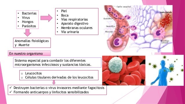 Resistencia Del Organismo Ala Infeccion Leucocitos Granulocitos