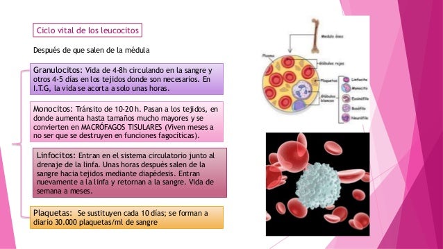 Resistencia del organismo a la infección I: Leucocitos, granulocitos,…