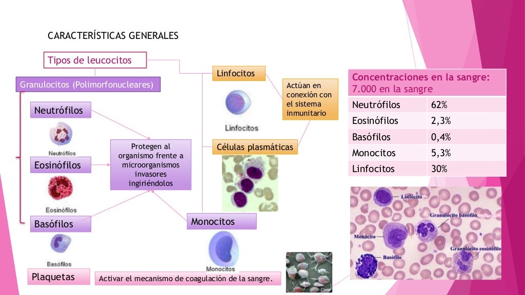 Resistencia del organismo a la infección I: Leucocitos, granulocitos,…