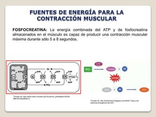 FOSFOCREATINA: La energía combinada del ATP y de fosfocreatina 
almacenados en el músculo es capaz de producir una contracción muscular 
máxima durante sólo 5 a 8 segundos. 
Tomado de: http://www.scielo.cl/scielo.php?script=sci_arttext&pid=S0034- 
98872010000800014 
Tomado de: http://liceohockey.blogspot.com/2009/11/atp-y-los-sistemas- 
energeticos-del.html 
 
