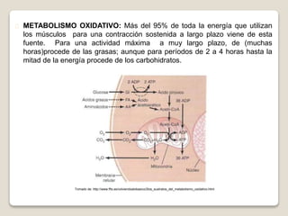 METABOLISMO OXIDATIVO: Más del 95% de toda la energía que utilizan 
los músculos para una contracción sostenida a largo plazo viene de esta 
fuente. Para una actividad máxima a muy largo plazo, de (muchas 
horas)procede de las grasas; aunque para períodos de 2 a 4 horas hasta la 
mitad de la energía procede de los carbohidratos. 
Tomado de: http://www.ffis.es/volviendoalobasico/2los_sustratos_del_metabolismo_oxidativo.html 
 