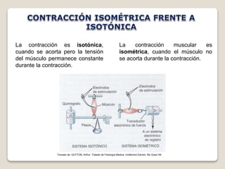 La contracción muscular es 
isométrica, cuando el músculo no 
se acorta durante la contracción. 
La contracción es isotónica, 
cuando se acorta pero la tensión 
del músculo permanece constante 
durante la contracción. 
Tomado de: GUYTON, Arthur. Tratado de Fisiología Medica. Undécima Edición. Mc Graw Hill. 
 