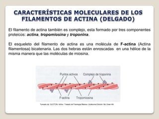 El filamento de actina también es complejo, esta formado por tres componentes 
proteicos: actina, tropomiosina y troponina. 
El esqueleto del filamento de actina es una molécula de F-actina (Actina 
filamentosa) bicatenaria. Las dos hebras están enroscadas en una hélice de la 
misma manera que las moléculas de miosina. 
Tomado de: GUYTON, Arthur. Tratado de Fisiología Medica. Undécima Edición. Mc Graw Hill. 
 