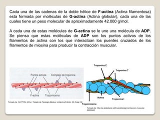 Cada una de las cadenas de la doble hélice de F-actina (Actina filamentosa) 
esta formada por moléculas de G-actina (Actina globular), cada una de las 
cuales tiene un peso molecular de aproximadamente 42.000 g/mol. 
A cada una de estas moléculas de G-actina se le une una molécula de ADP. 
Se piensa que estas moléculas de ADP son los puntos activos de los 
filamentos de actina con los que interactúan los puentes cruzados de los 
filamentos de miosina para producir la contracción muscular. 
Troponina I 
Troponina C 
Troponina T 
Tropomiosina 
Actina 
Tomado de: http://es.slideshare.net/EvansDenegri/contraccion-muscular- 
26252420 
Tomado de: GUYTON, Arthur. Tratado de Fisiología Medica. Undécima Edición. Mc Graw Hill. 
 