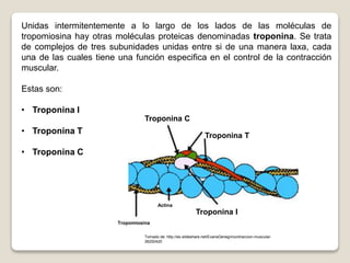 Unidas intermitentemente a lo largo de los lados de las moléculas de 
tropomiosina hay otras moléculas proteicas denominadas troponina. Se trata 
de complejos de tres subunidades unidas entre si de una manera laxa, cada 
una de las cuales tiene una función especifica en el control de la contracción 
muscular. 
Estas son: 
• Troponina I 
• Troponina T 
• Troponina C 
Troponina I 
Troponina C 
Troponina T 
Tropomiosina 
Actina 
Tomado de: http://es.slideshare.net/EvansDenegri/contraccion-muscular- 
26252420 
 