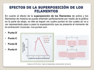 En cuanto al efecto de la superposición de los filamentos de actina y los 
filamentos de miosina se puede entender perfectamente por medio de la gráfica 
en la parte de abajo, en ella se logran ver cuatro puntos en los cuales se va a 
ver representado paso a paso la superposición que se presenta al momento de 
la contracción muscular. Los puntos son: 
• Punto D 
• Punto C 
• Punto B 
• Punto A 
Tomado de: GUYTON, Arthur. Tratado de Fisiología Medica. Undécima Edición. Mc Graw Hill. 
 