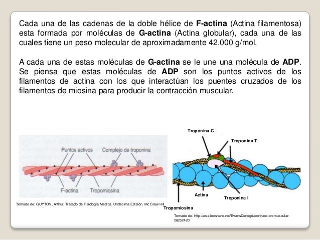 Caracteristicas de los Filamentos de Actina y Miosina
